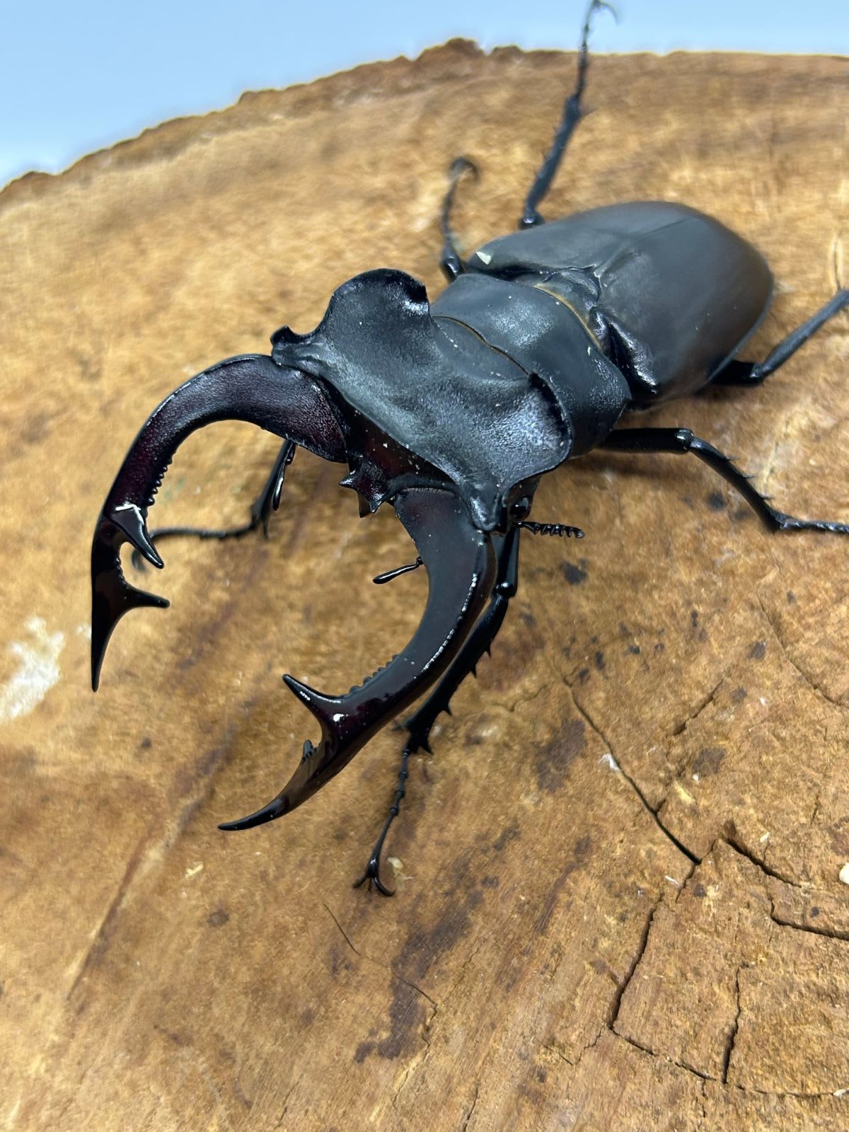 アクベシアヌスミヤマクワガタ ペア(Lucanus cervus akbesianus)