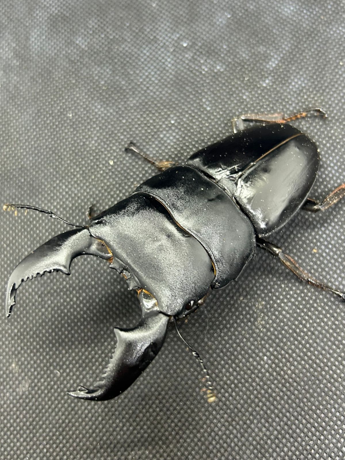 スマトラオオヒラタ ペア ※飼育セット付(Dorcus titanus yasuokai)