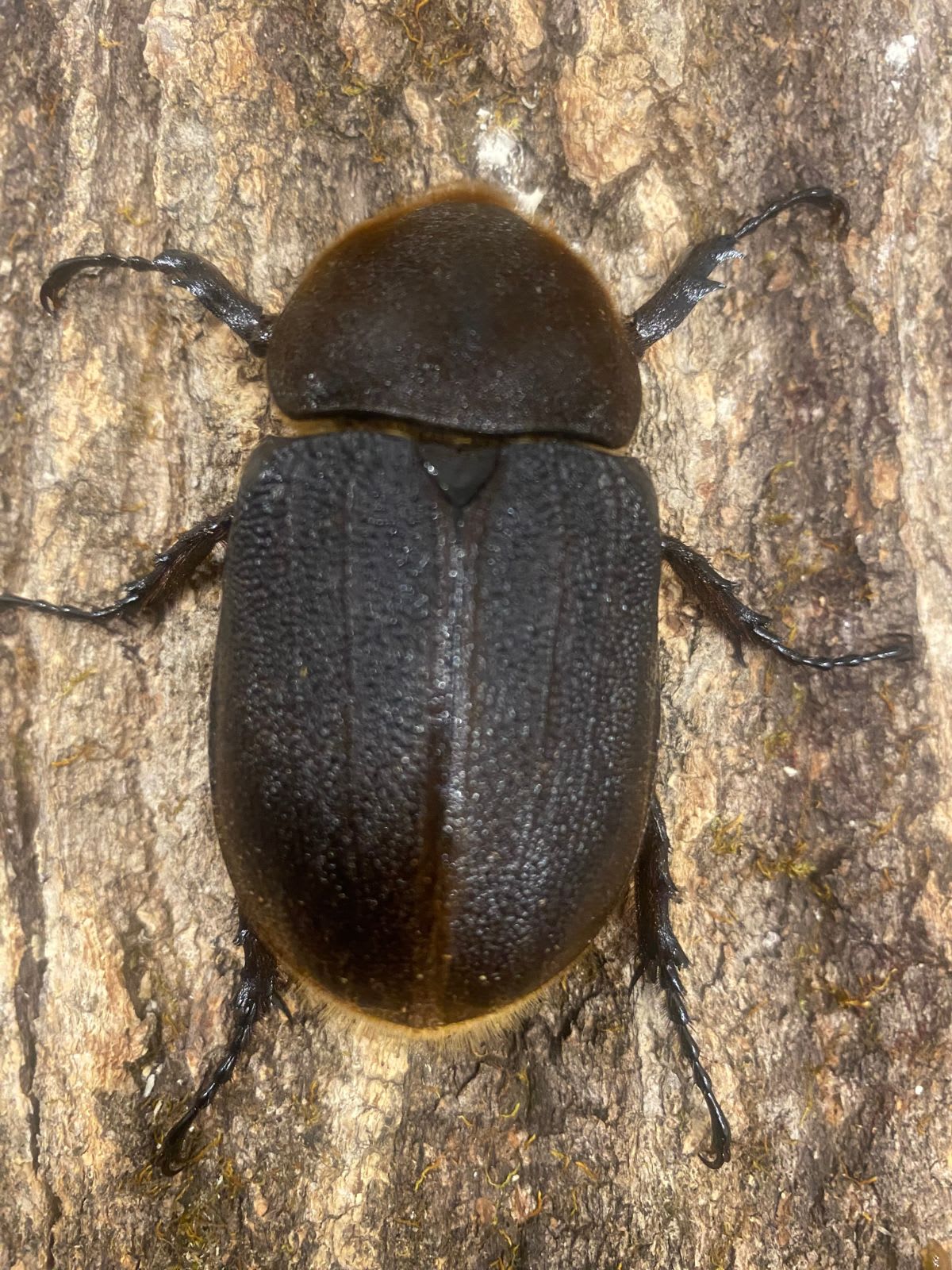 【OAKS血統(T-117)・未後食・未使用】ヘラクレス・ヘラクレス 成虫メス 65mm|グアドループ産(Hercules beetle)