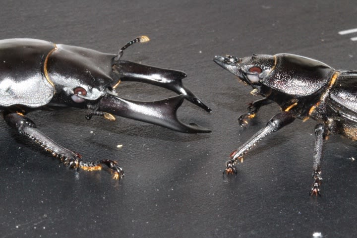 スーパーハーフアイペア(Dorcus hopei binodulosus)