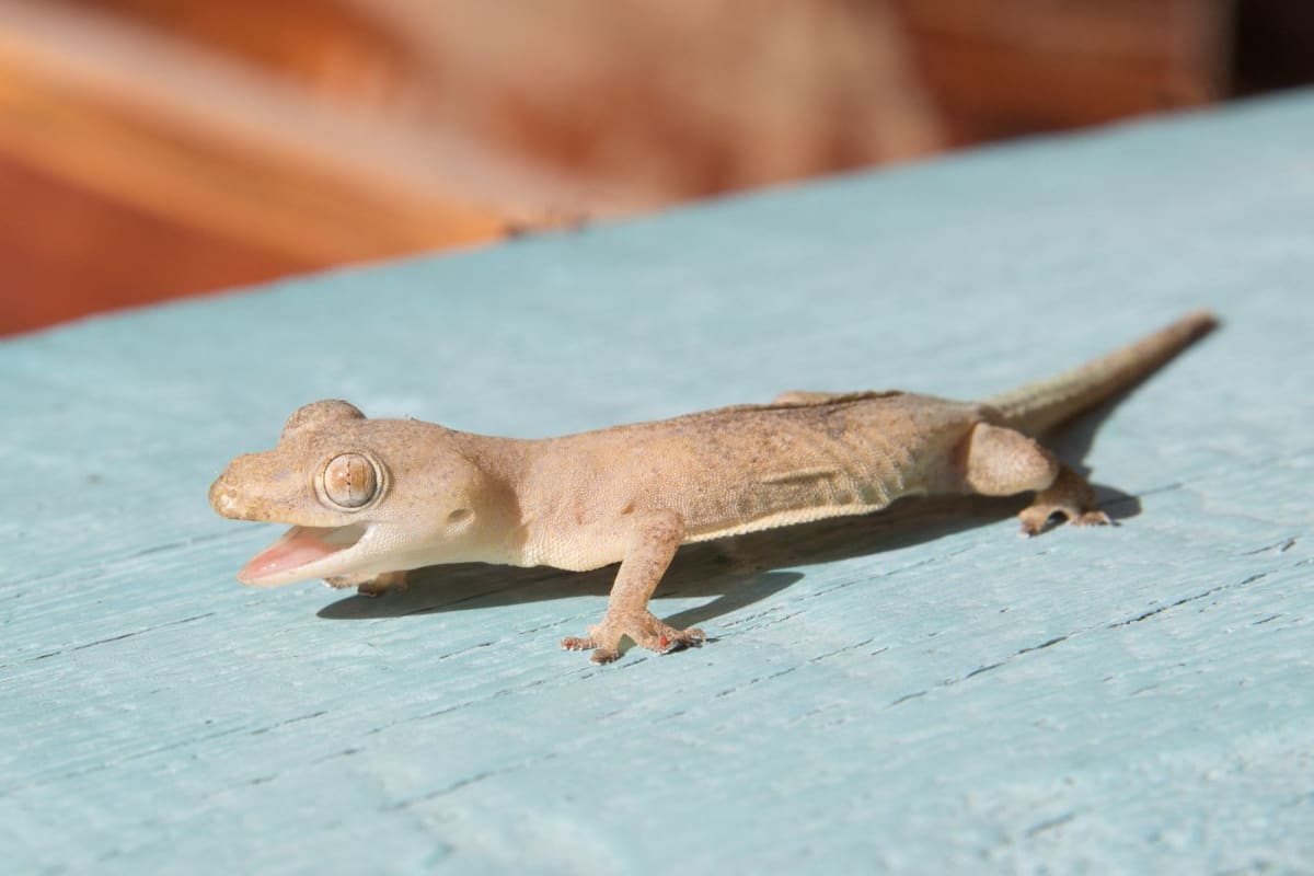 Wall Gecko / カベヤモリ / Tarentola sp. (10-Pack)