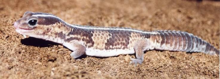 African Fat-tailed Gecko / アフリカファットテールゲッコー / Hemitheconyx caudicinctus (25-Pack)