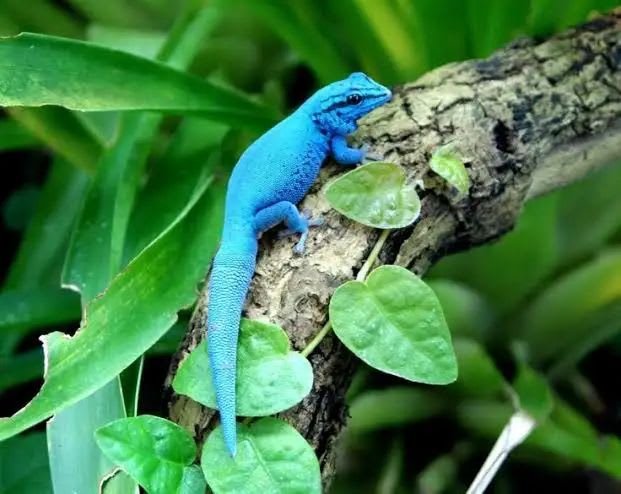 Blue Dwarf Gecko / アオコビトヤモリ / Lygodactylus sp. (12-Pack)