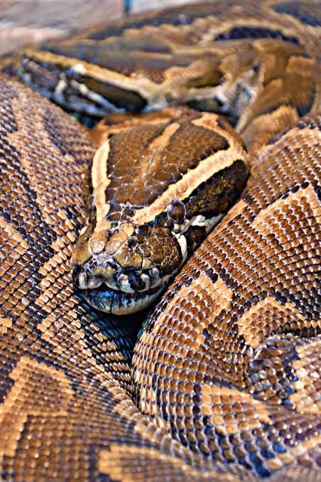 アフリカニシキヘビ / African Rock Pythons (Python sebae)【Large】