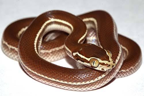 African House Snake / イエヘビ / Boaedon fuliginosus (2点セット / Set of 2)