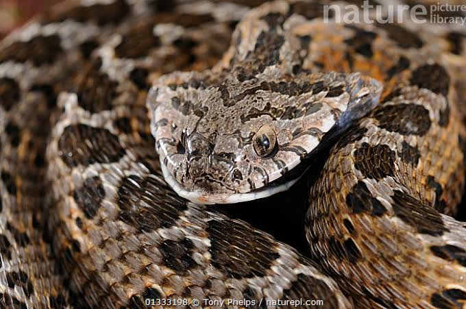 Egg-eating Snake / タマゴヘビ / Dasypeltis sp. (2点セット / Set of 2)