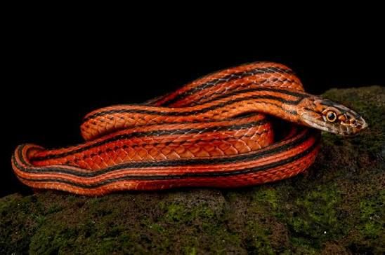 Western Garter Snake / アカクロシマヘビ / Elapsoidea semiannulata