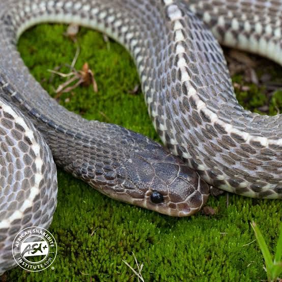 File Snake / ヤスリヘビ / Mehelya sp. (2点セット / Set of 2)