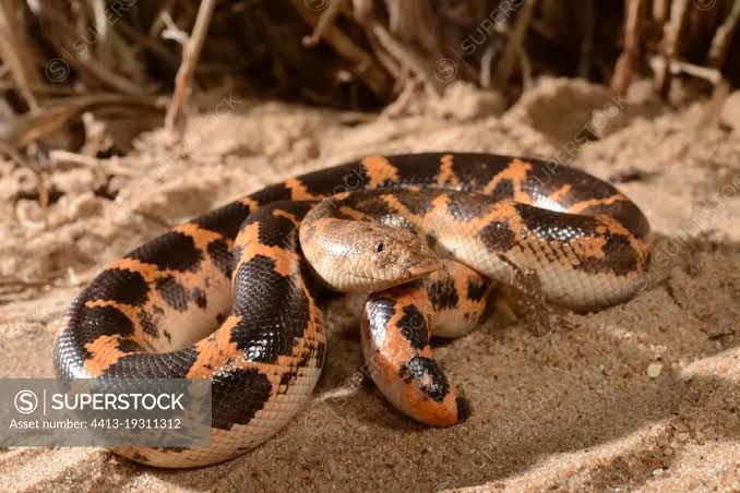 Togo Sand Boa / トーゴスナボア / Gongylophis muelleri (2点セット / Set of 2)