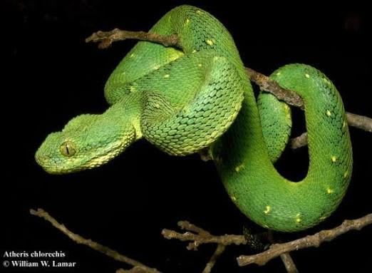 West African Bush Viper / ニシアフリカミドリヤブクサリヘビ / Atheris chlorechis (2点セット / Set of 2)