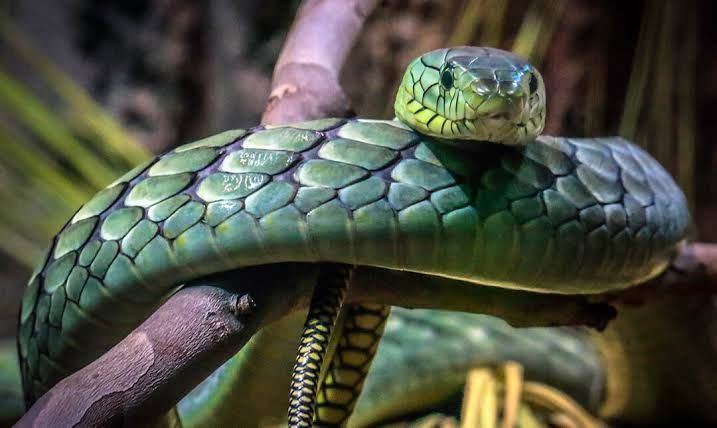 ニシグリーンマンバ / Green Mamba / Dendroaspis viridis