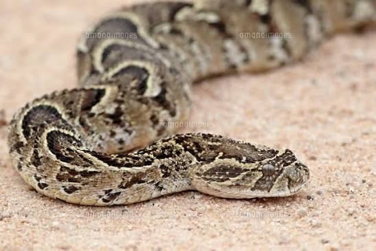 Puff Adder / パフアダー / Bitis arietans