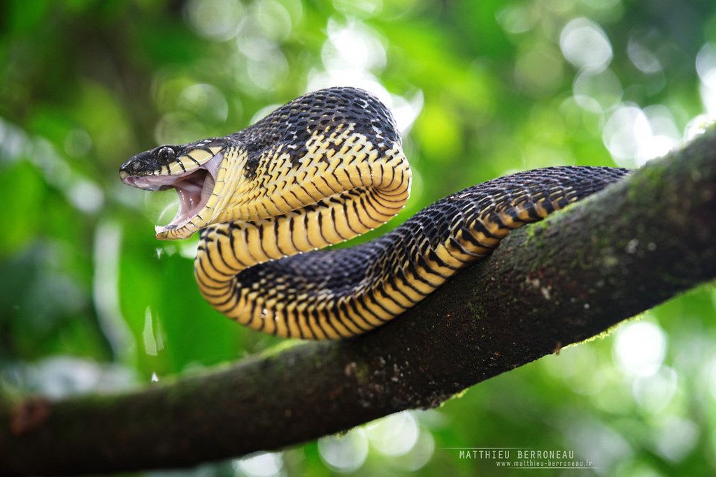 Blanding's Tree Snake / ブランディングツリースネーク / Toxicodryas blandingii (2点セット / Set of 2)