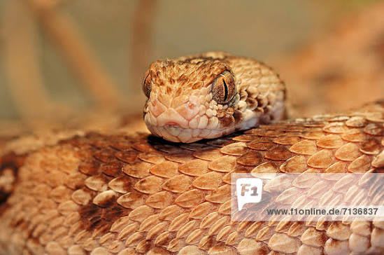 West African Carpet Viper / ケジマラクサリヘビ / Echis ocellatus (2点セット / Set of 2)