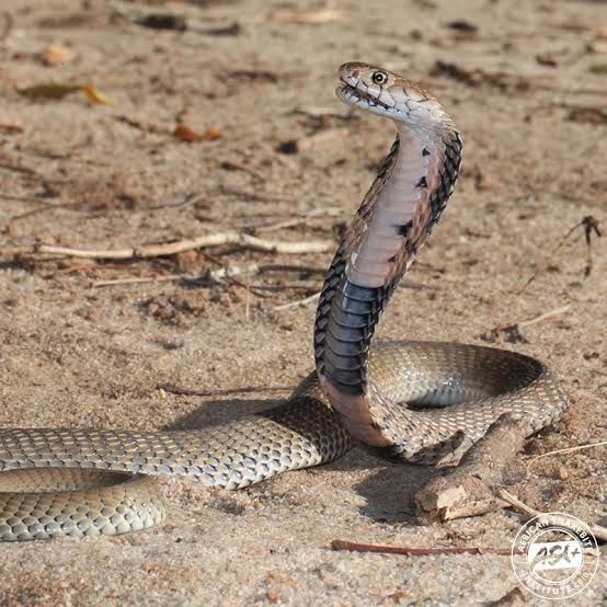 Black-necked Spitting Cobra / ブラックネックスピッティングコブラ / Naja nigricollis