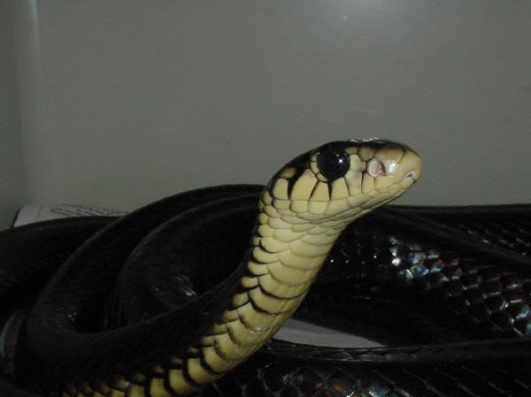 ゴールディーツリーコブラ / Goldie's Tree Cobra(Pseudohaje goldii)