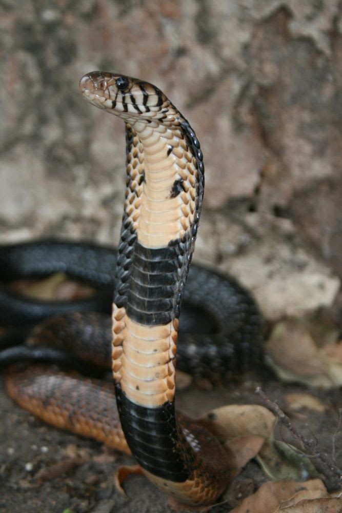 ブラックツリーコブラ / Black Tree Cobra / Hoodless Cobra (Pseudohaje nigra)