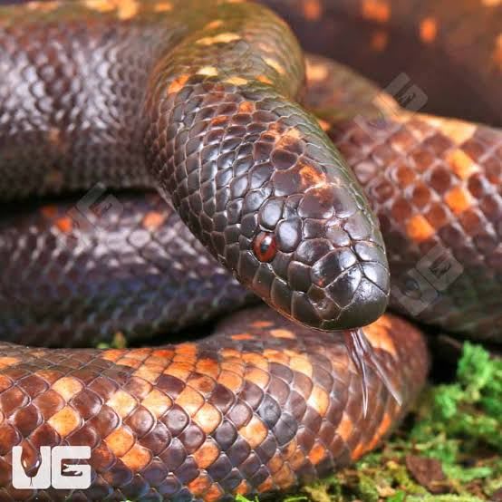 カラバルパイソン / Calabar Pythons / Calabaria reinhardtii (2点セット / Set of 2)