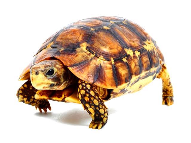 ニシベルセオレガメ / Bell Hingeback Tortoises / Western Hinge-back Tortoise (Kinixys nogueyi) (2点セット / Set of 2)