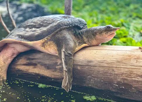 ナイルスッポン / Softshell Turtles / Trionyx triunguis【13~20cm】 (2点セット / Set of 2)