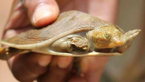 セネガルスッポン / 1 Baby 1 Adult / Senegal Flapshell Turtle / Sahelian Flapshell Turtle / Cyclanorbis senegalensis