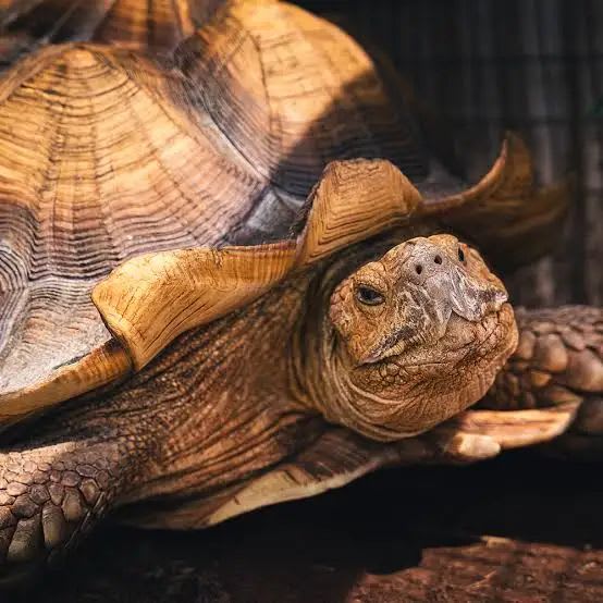 ケヅメリクガメ / African Spurred Tortoise / Sulcata Tortoise (Centrochelys sulcata) (1 Live Tortoise)【45cm】