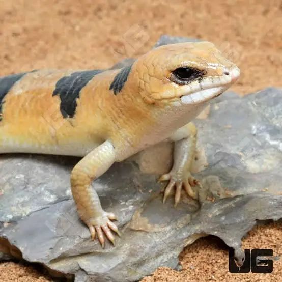 ピーターズバンデッドスキンク / 5 Peter's Banded Skinks / Giant Sandfish Skink (Scincopus fasciatus)