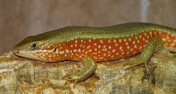 レッドサイドスキンク / 25 Red-sided Skinks / African Red-sided Skink / Teita Mabuya / Trachylepis perrotetii