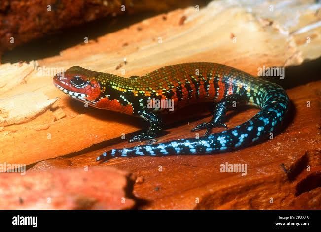 Fire Skink / トーゴファイヤースキンク / Lepidothyris fernandi (10-Pack)