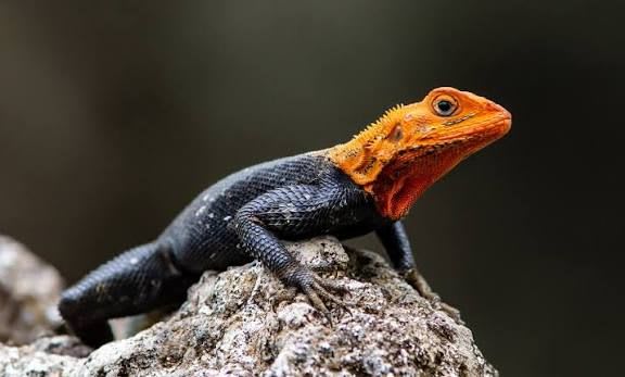レインボーアガマ / 20 Red-headed Rock Agama / Rainbow Agama (Agama agama)