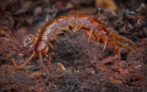 イシムカデ / Stone Centipedes / Brown Centipede / Garden Centipede (Lithobius forficatus) (5点セット / Set of 5)