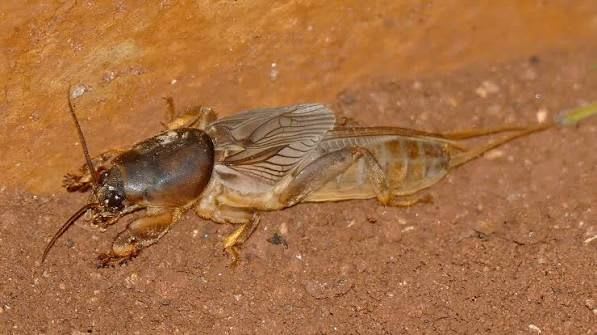 アフリカケラ / African Mole Crickets / Mole Cricket (Gryllotalpa africana) (10点セット / Set of 10)
