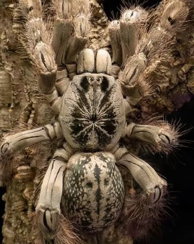 トーゴスターバースト / Togo Starburst Baboon Spiders / Togo Ornamental Baboon / Ornamental Baboon Spider (Heteroscodra maculata) (2点セット / Set of 2)