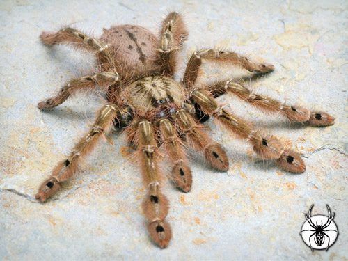 レッドフェザーレッグバブーン / Featherleg Baboons / Feather-legged Baboon Tarantula / Feather Leg Baboon (Stromatopelma calceatum) (3点セット / Set of 3)