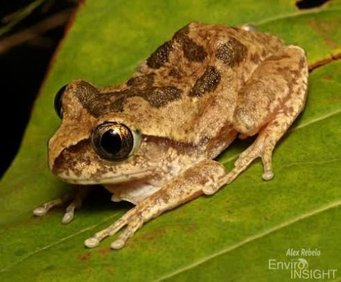 トーゴ産ラスティーフォレストツリーフロッグ / Togo Rusty Forest Tree Frog (Leptopelis viridis) (10 Live Frogs)