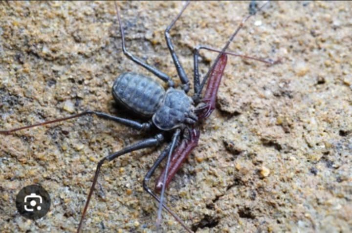 ウデムシ(Catageus orientalis / Stygophrynus orientalis)