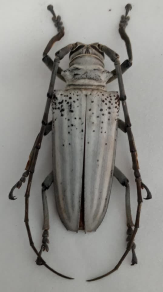 シロスジカミキリ(Batocera lineolata)