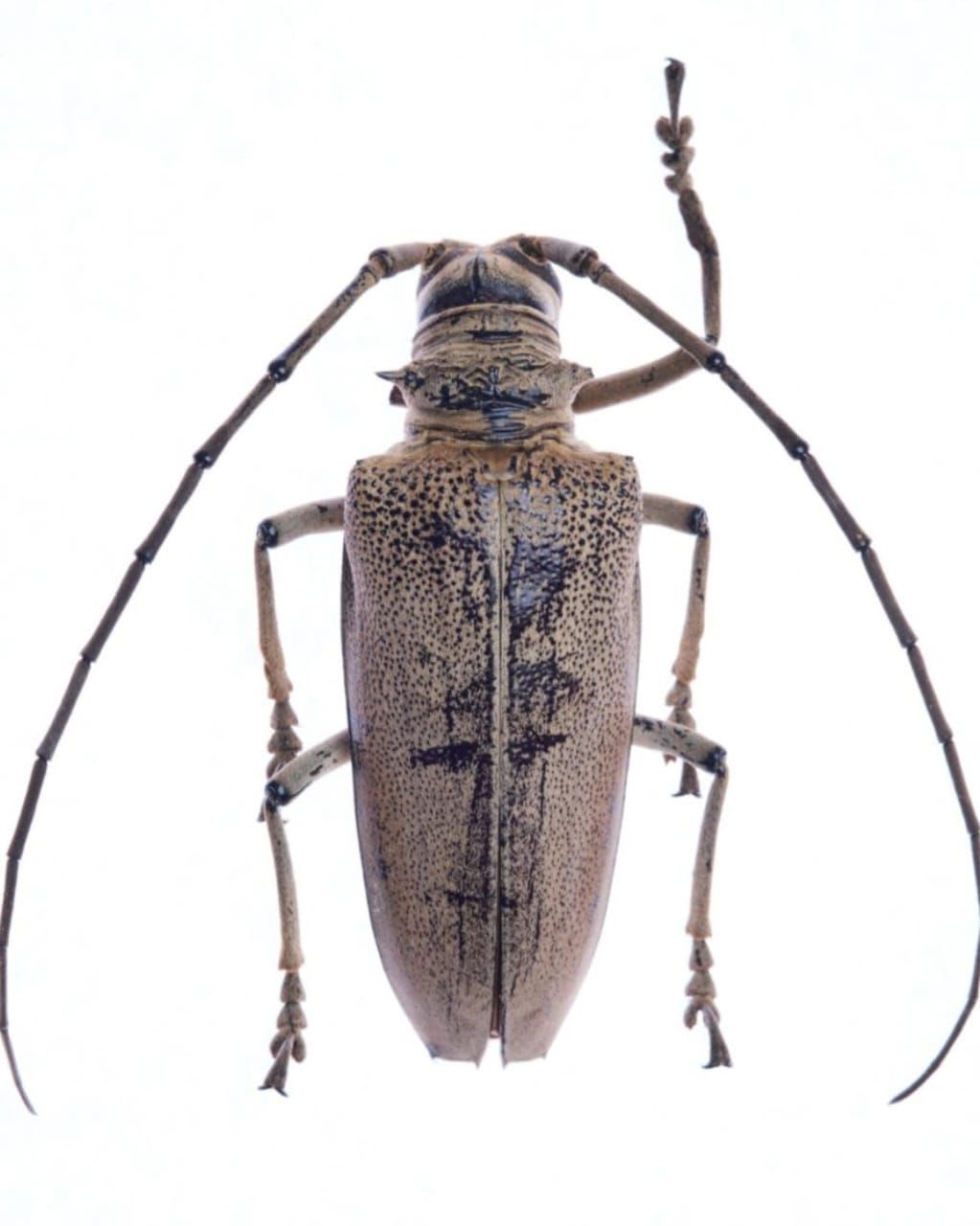 カミキリムシ(Longhorn beetle)