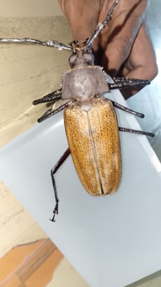 コゲチャトゲフチオオウスバカミキリ(Bandar pascoei formosae Gressitt)