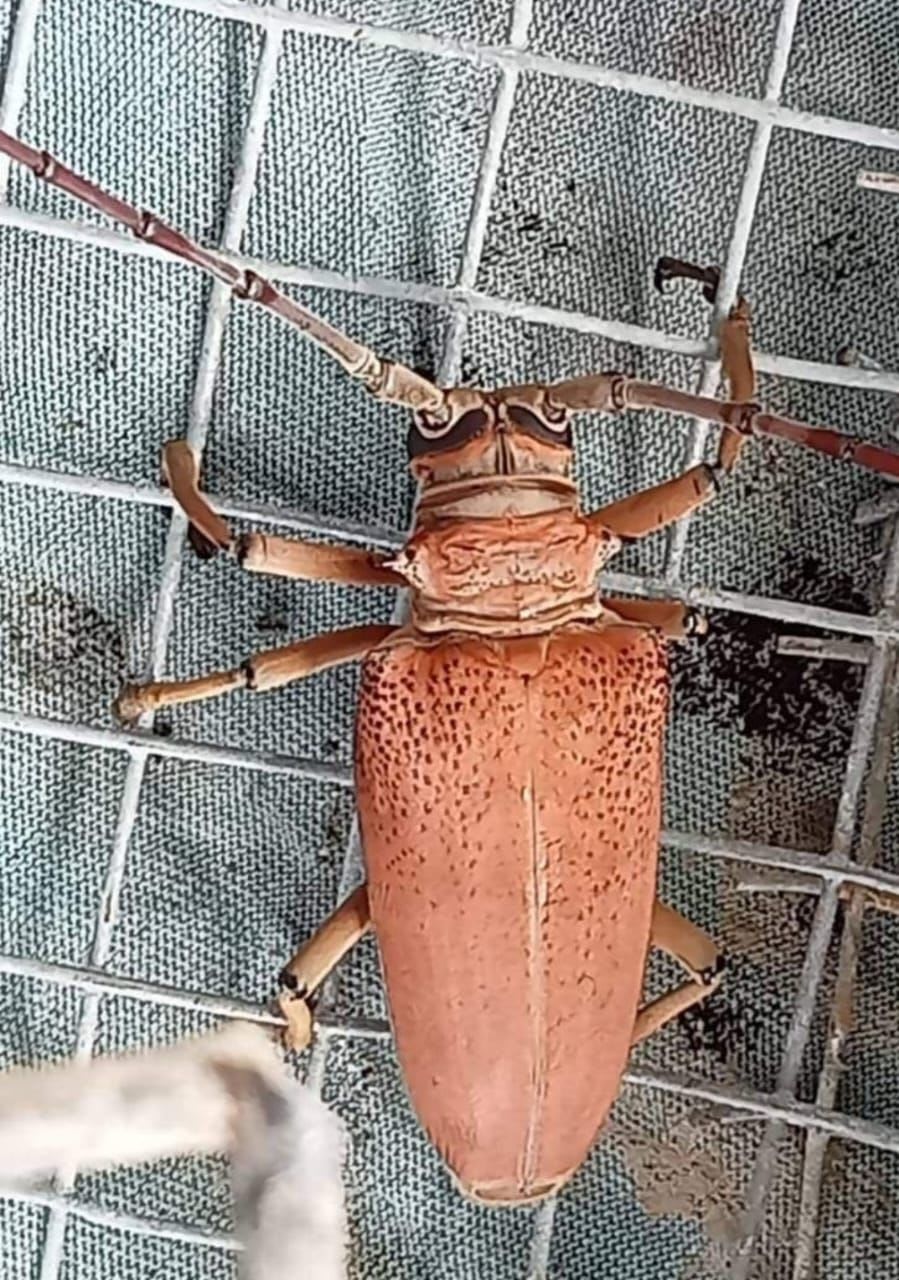 カミキリムシ(Longhorn beetle)