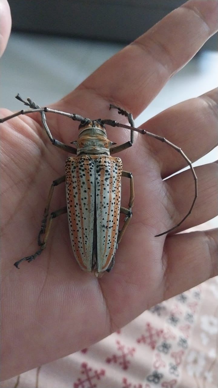 ローゼンベルグシロスジカミキリ(Batocera rosenbergi )