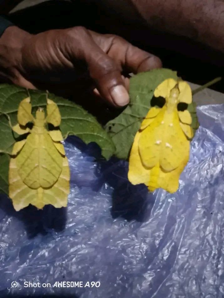オオコノハムシ(Serangga daun / Pulchriphyllium giganteum)