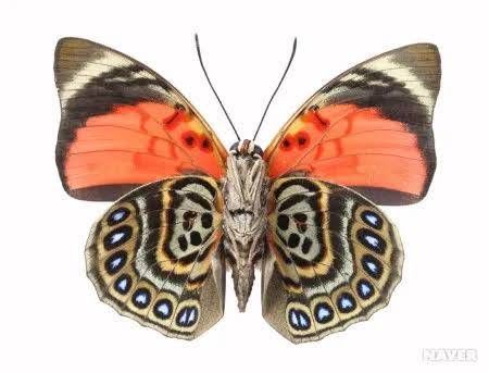 ペルー産ルーゲンスミイロタテハ / Agrias Claudina / Agrias claudina lugens / Claudina Agrias Butterfly (1 Dried Specimen)