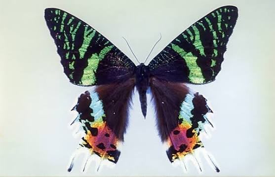 ニシキオオツバメガ / Madagascan Sunset Moth / Chrysiridia rhipheus(1 Specimen)