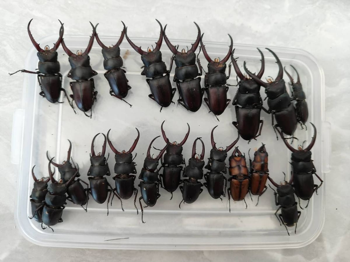 ノコギリクワガタ 標本 / Sawtooth Stag Beetle Specimen / Prosopocoilus sp. / Vietnam