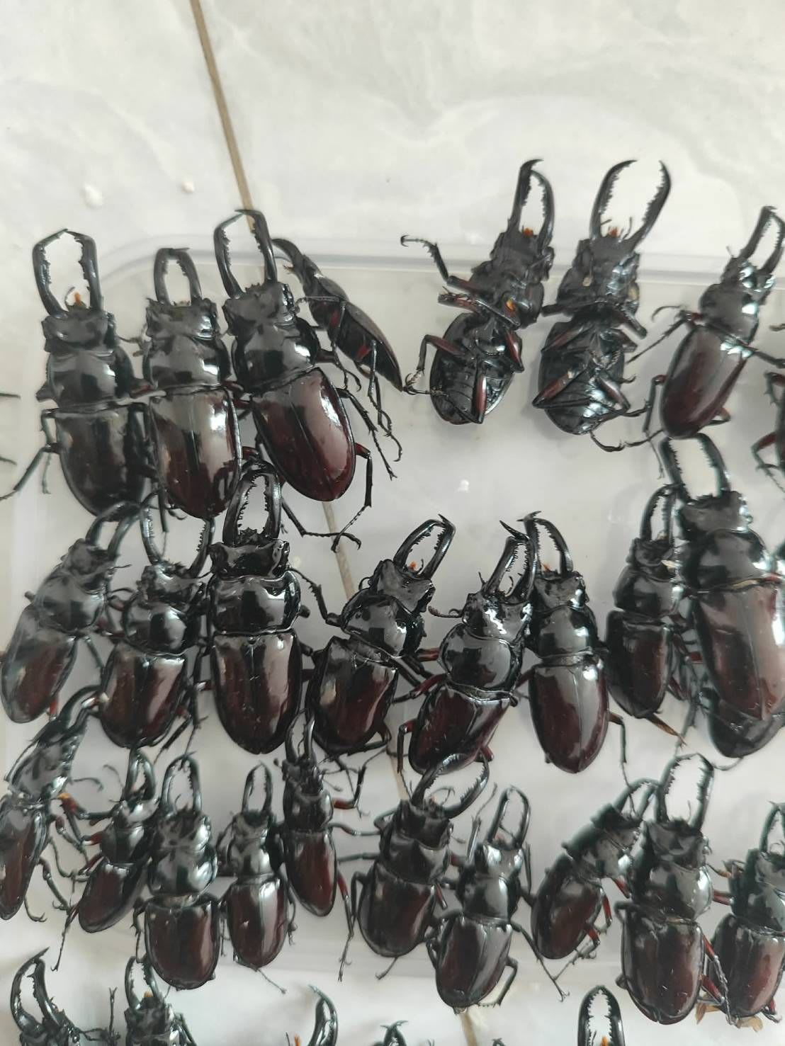 Oberthur's Black Stag Beetle / オーベルチュールクロツヤシカクワガタ 標本 / Pseudorhaetus oberthuri / Vietnam