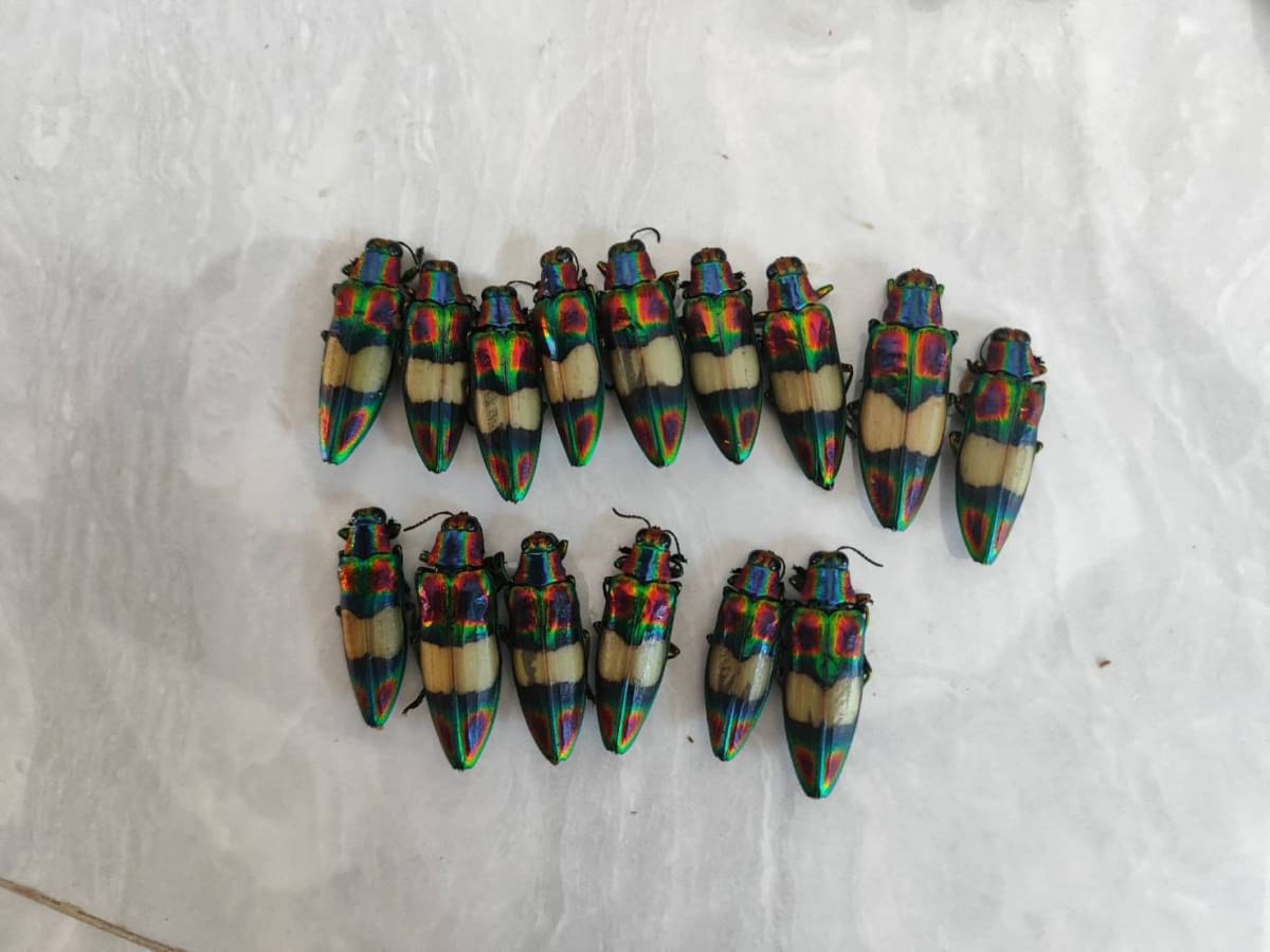 Jewel Beetle / オビモンハデルリタマムシ 標本 / Chrysochroa toulgoeti / Vietnam