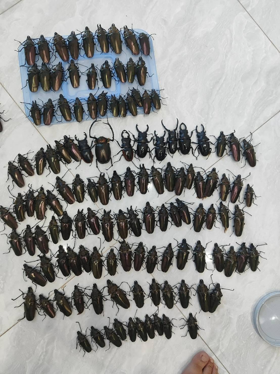 ベトナム産コガネムシ 標本 / Vietnamese Green Chafer Beetle Specimen / Mimela splendens