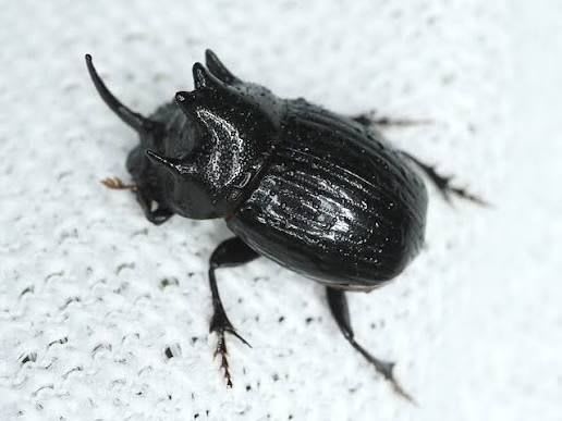 カメルーン産ダイコクコガネ標本 / Cameroon Dung Beetle Specimens (Copris camerunus) (5ペア=10標本 /5 Pairs=10 Specimens)