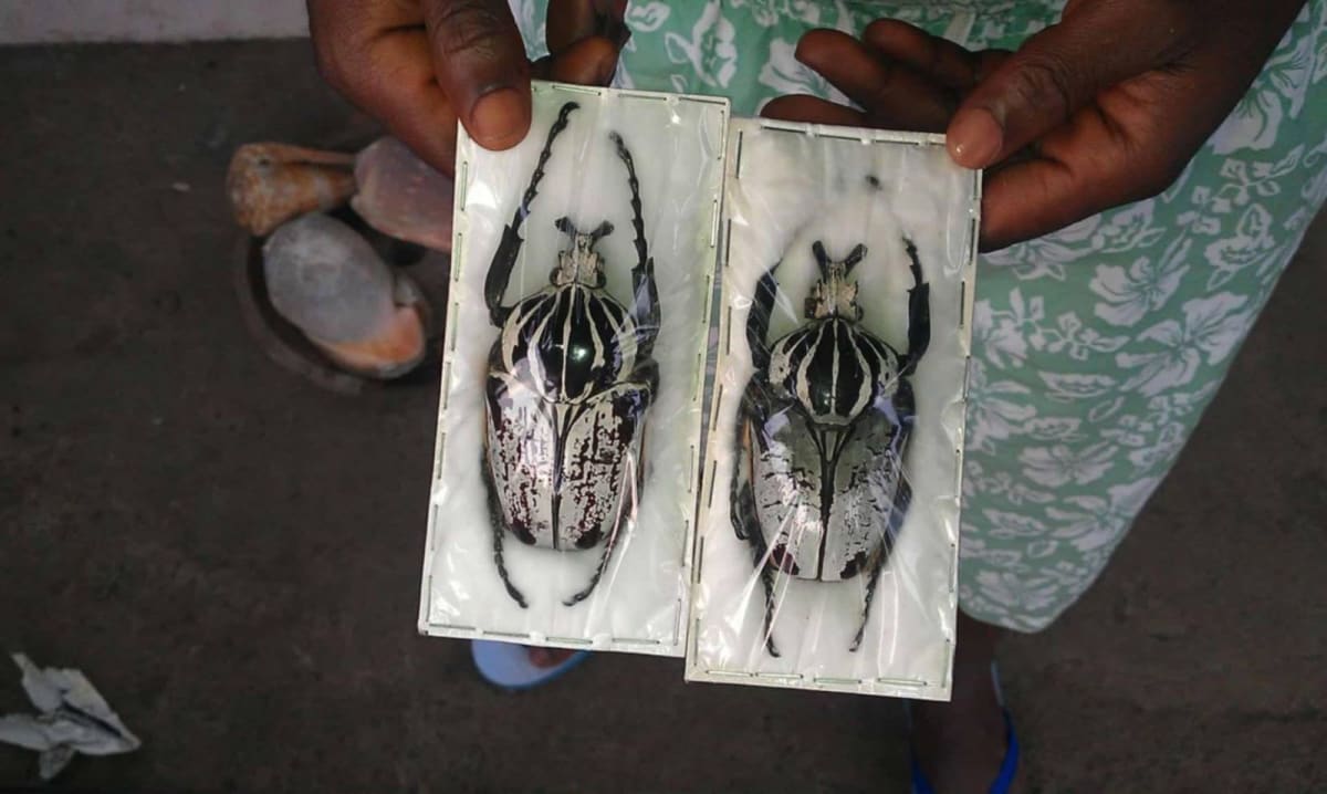 カメルーン産白色ゴライアスオオツノハナムグリ標本 / Cameroon White Goliath Beetle Specimen (96mm) (1ペア=2匹 / 1 Pair=2 Specimens)